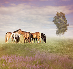 Image showing Horses Eating Hay