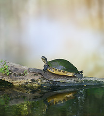 Image showing Florida Cooter Turtle