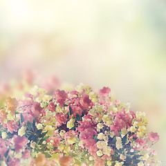 Image showing Begonia Flowers