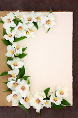 Image showing Philadelphus Flowers