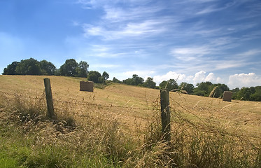 Image showing Summer Harvest