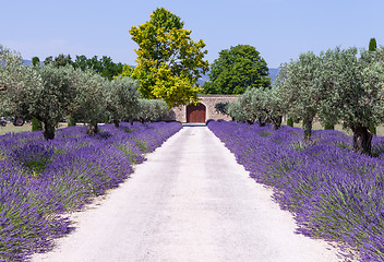 Image showing Lavander garden