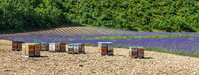 Image showing Beehive close to lavander field