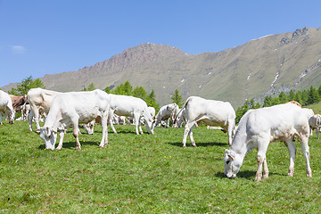 Image showing Free calf on Italian Alps