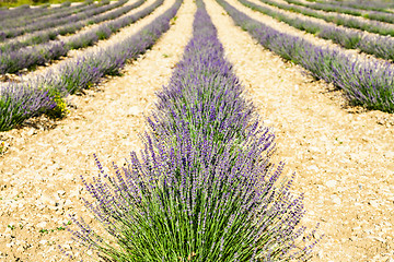 Image showing Lavander field