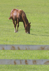 Image showing horse grazing