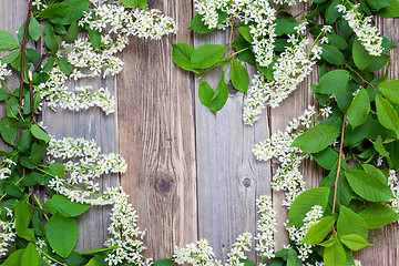 Image showing branch of blossom bird cherry