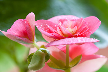 Image showing flowers and leaves achimenes