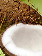 Image showing Coconut