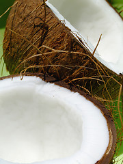 Image showing Coconut