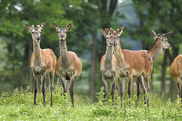 Image showing red deer, cervus elaphus