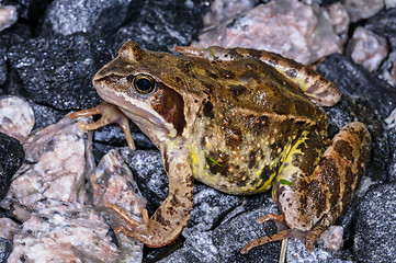 Image showing rana temporaria, common frog