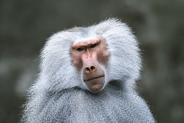 Image showing hamadryas baboon, papio hamadryas