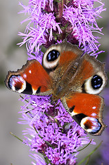 Image showing peacock, inachis io