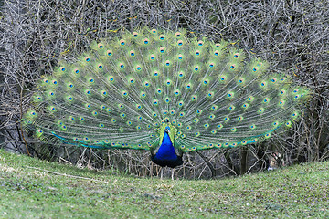 Image showing peacock, peafowl genus pavo linnaeus