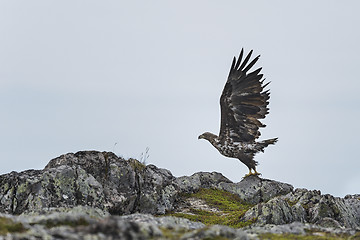 Image showing white-tailed eagle, haliaeetus albicilla