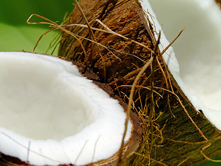 Image showing Coconut