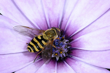 Image showing syrphus torvus