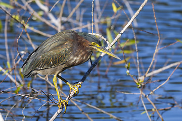 Image showing green heron,  butorides virescens