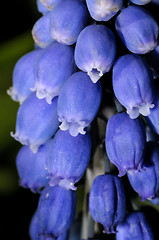 Image showing grape hyacinth, muscari