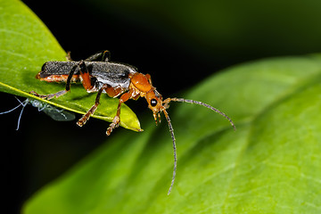 Image showing cantharis pellucida