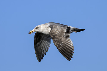 Image showing seagull