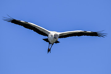 Image showing wood stork, mycteria americana