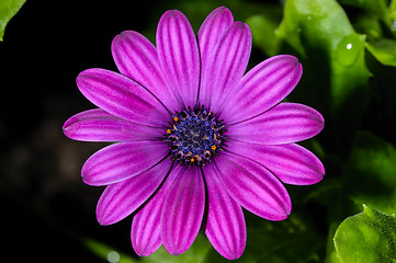 Image showing osteospermum