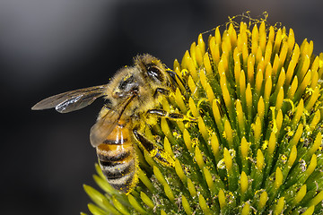 Image showing apis mellifera, buckfast, honey bee
