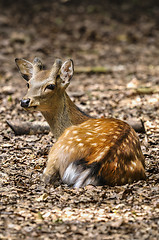 Image showing fallow deer, dama dama