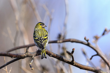 Image showing eurasian siskin, carduelis spinus