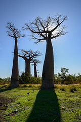 Image showing baobab avenue, menabe