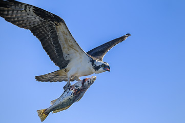 Image showing osprey, pandion haliaetus