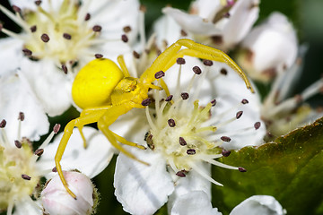 Image showing goldenrod crab spider, misumena vatia