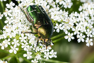 Image showing rose chafer, cetonia aurata