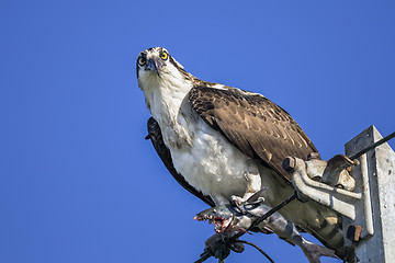 Image showing osprey, pandion haliaetus