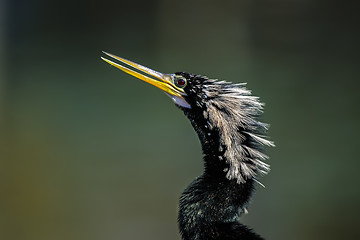 Image showing anhinga, anhinga anhinga, water turkey