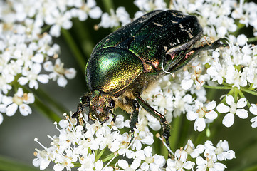 Image showing rose chafer, cetonia aurata