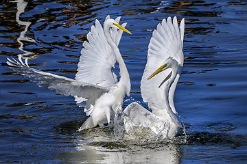 Image showing ardea alba, great egret