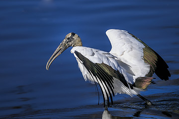 Image showing wood stork, mycteria americana