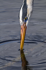 Image showing great blue heron, ardea herodias