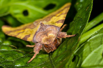 Image showing pink-barred sallow, xanthia togata