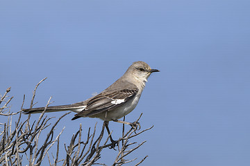 Image showing northern mockingbird, mimus polyglottos