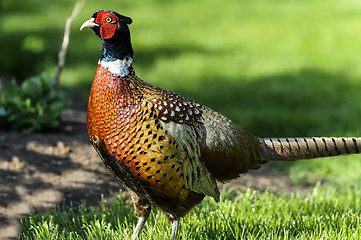 Image showing common pheasant, phasianus colchicus