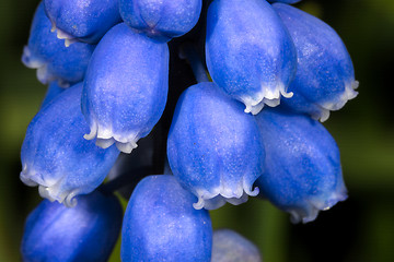 Image showing grape hyacinth, muscari