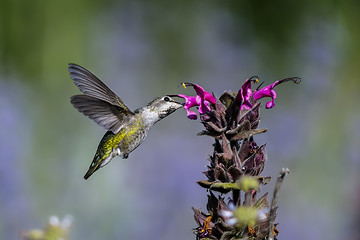 Image showing anna\'s hummingbird, calypte anna