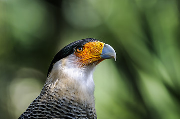 Image showing caracara cheriway, northern crested caracara