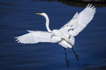 Image showing ardea alba, great egret