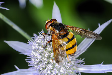 Image showing volucella inanis