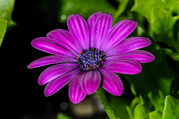 Image showing osteospermum